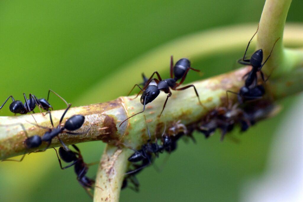 Se débarrasser des fourmis