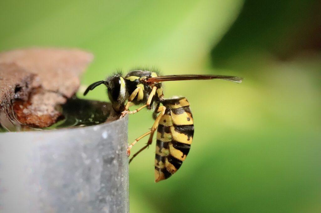Traitement insecticide professionnel pour tuer des guêpes