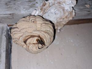 Comment se débarrasser d'un nid de frelons à Ayherre ?