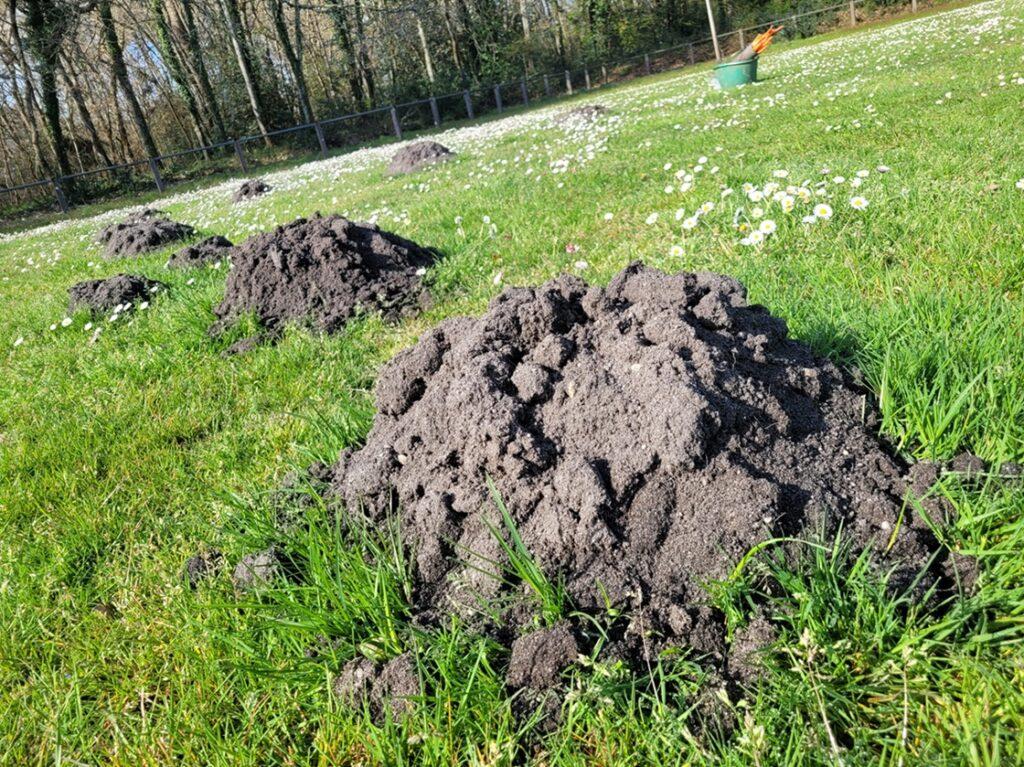 Piégeage des taupes, méthode et solutions à Bidart au Pays Basque