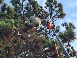 traitement chenilles processionnaires Capbreton, Hossegor (40)