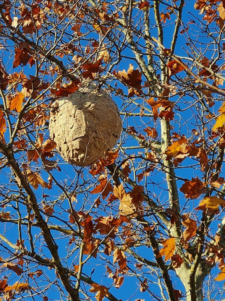 Reconnaitre un nid de frelons asiatiques à Ayherre et ses environs