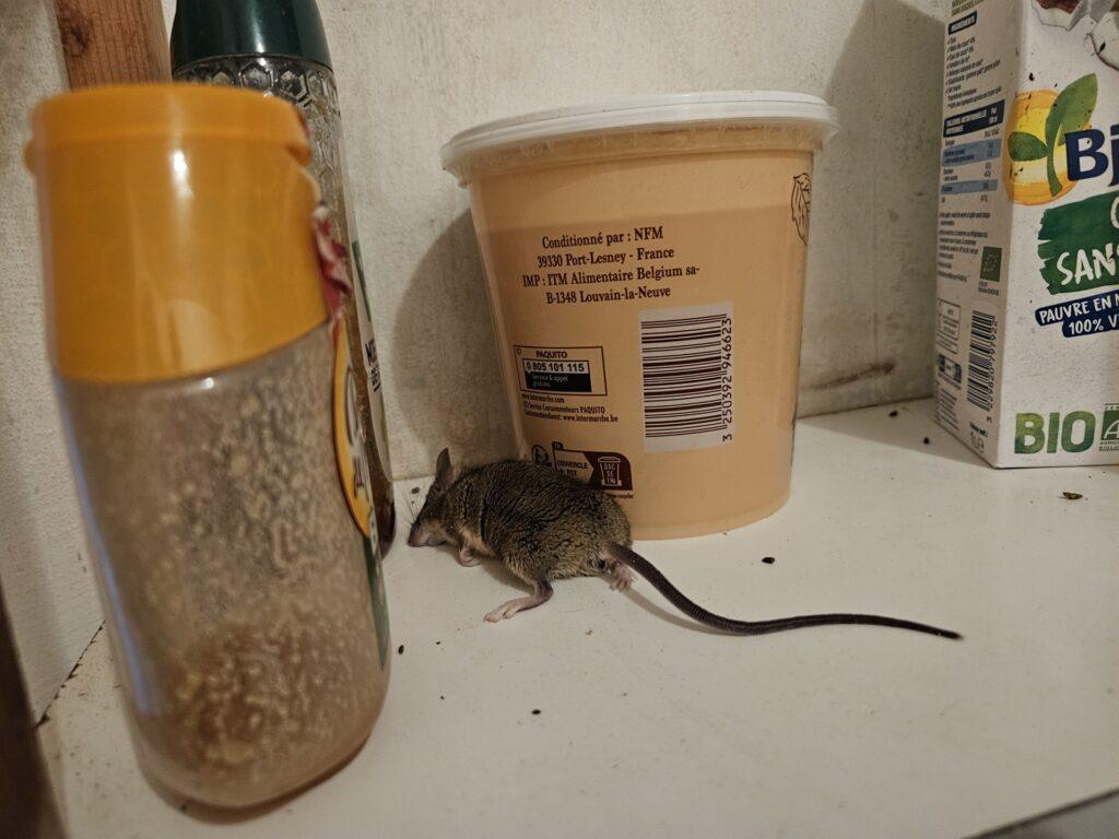 infestation souris cuisine, maison, Briscous (64)