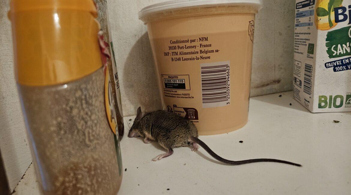 infestation souris cuisine, maison, Briscous (64)