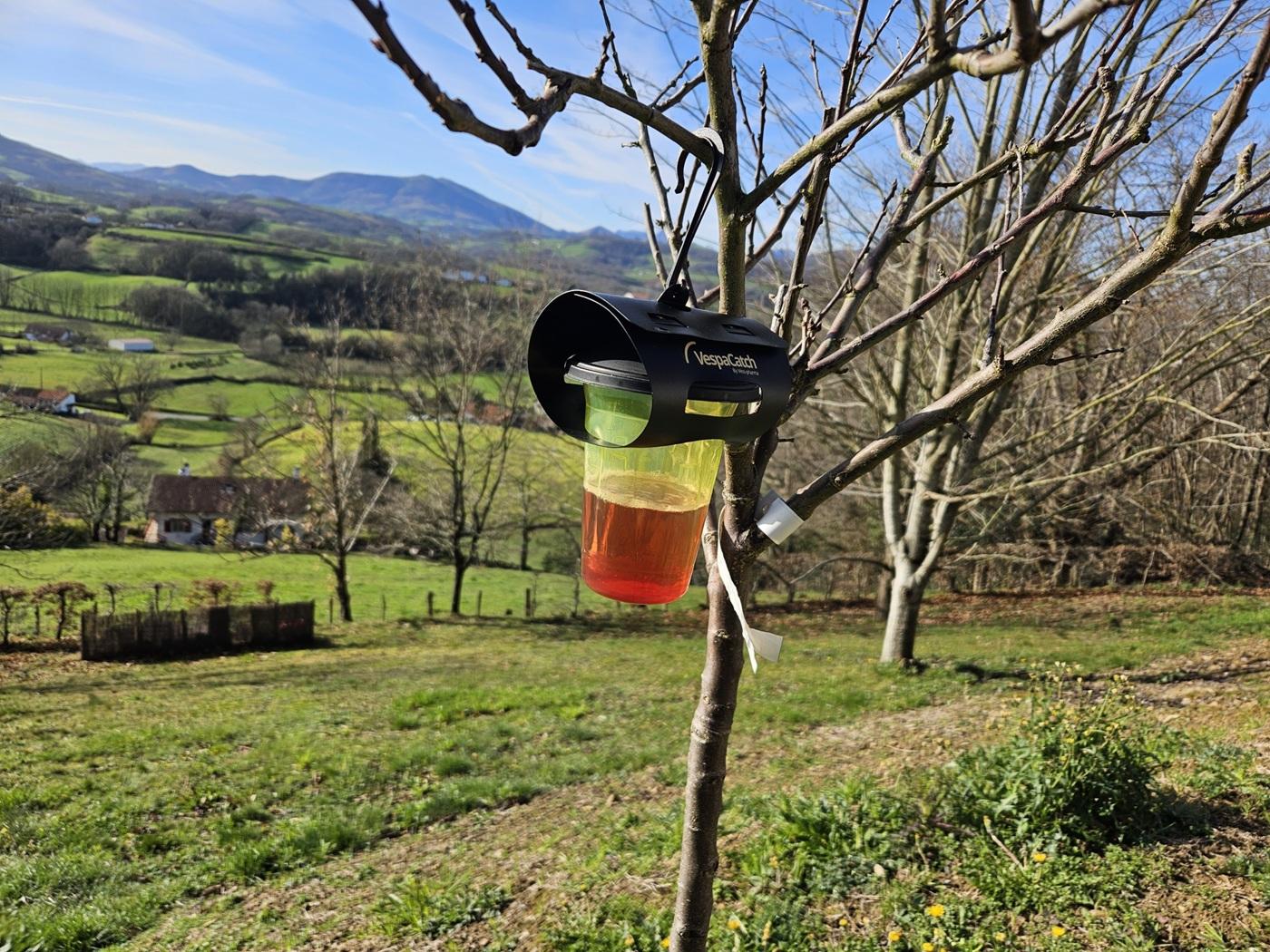 Comment piéger le frelon asiatique à Ayherre, près d'Hasparren au Pays Basque. Conseils et installation