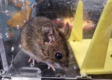 Infestation de souris à Bayonne : solution efficace
