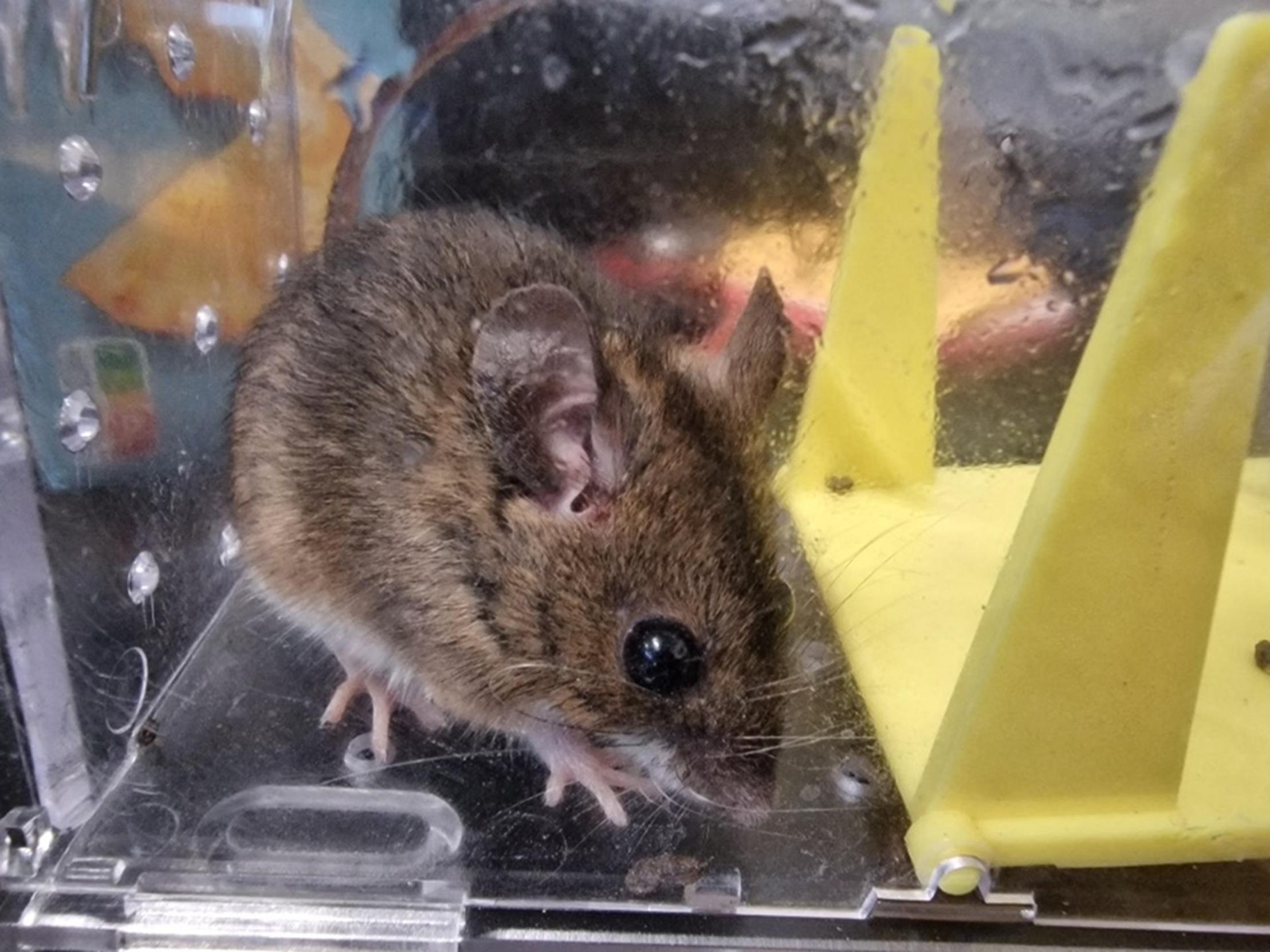 Souris capturée dans une cuisine à Bayonne