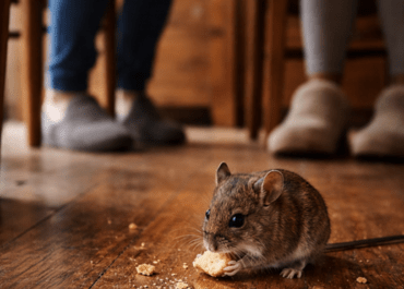 Comment se débarrasser des souris efficacement dans une maison à Anglet ?