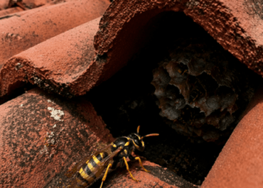 Guêpes sous toiture au Pays basque : que faire ?