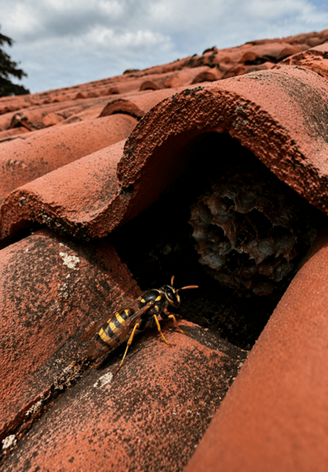 guepe sous une toiture au pays basque