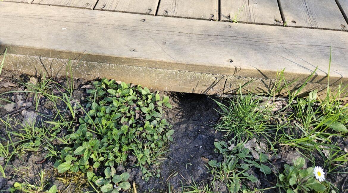 infestation de rats terrasse bois Anglet