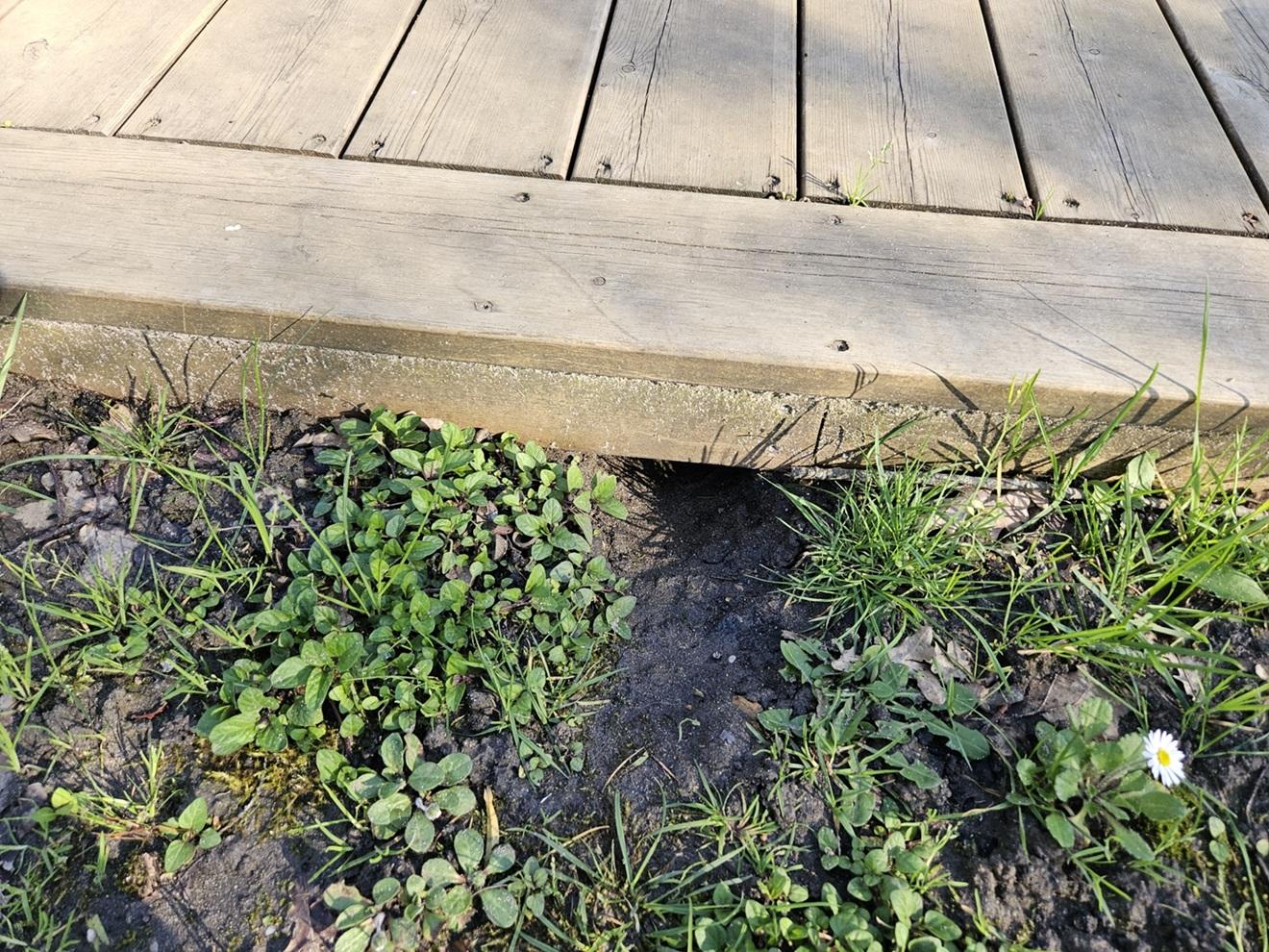 infestation de rats terrasse bois Anglet