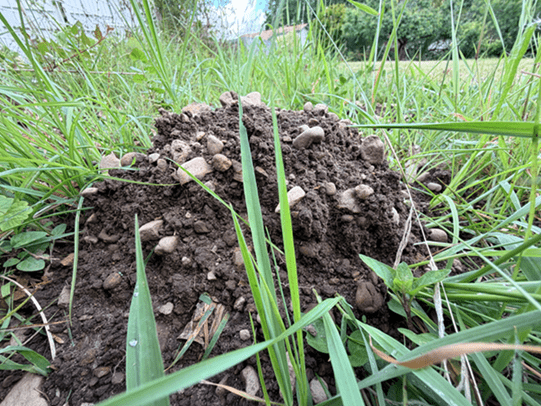 présence de taupes à Bayonne