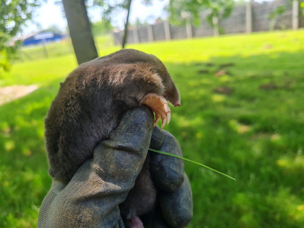 Une taupe vivante dans un jardin à Anglet