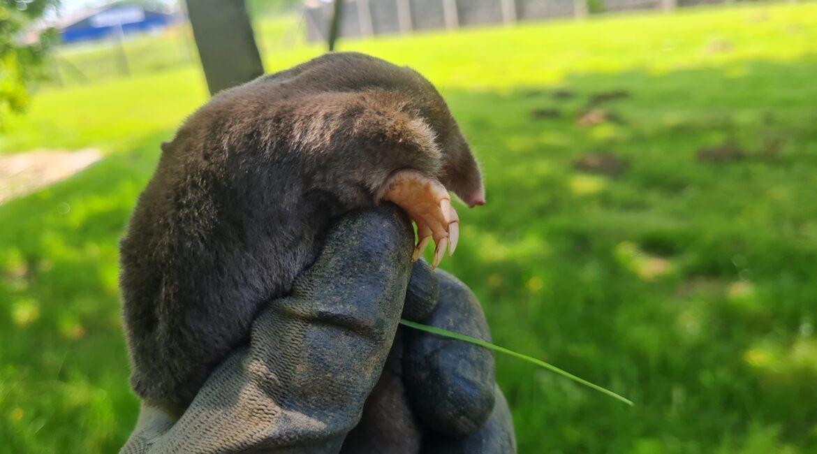 Une taupe vivante dans un jardin à Anglet